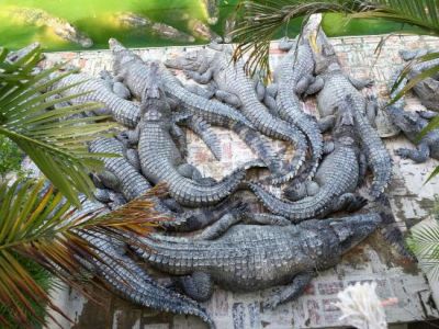 Battambang Crocodile Farm