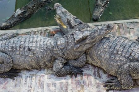 Crocodile-farm-battambang